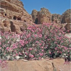 zz flowers more at petra