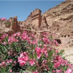 zz flowers at petra