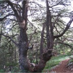 cedar split tree