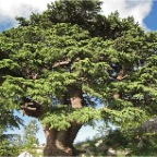 lebanon Cedar tree