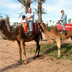 camel_morocco