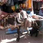 donkey in bazaar