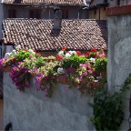 flowers in villa in Piermont, July 2009