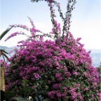 purple flowers in portofino july 2009