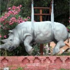 rhino portofino july 22 2009
