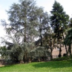 tree in Turin July 2009