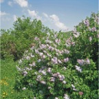 Persian lilacs