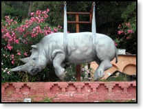 rhino portofino july 22 2009